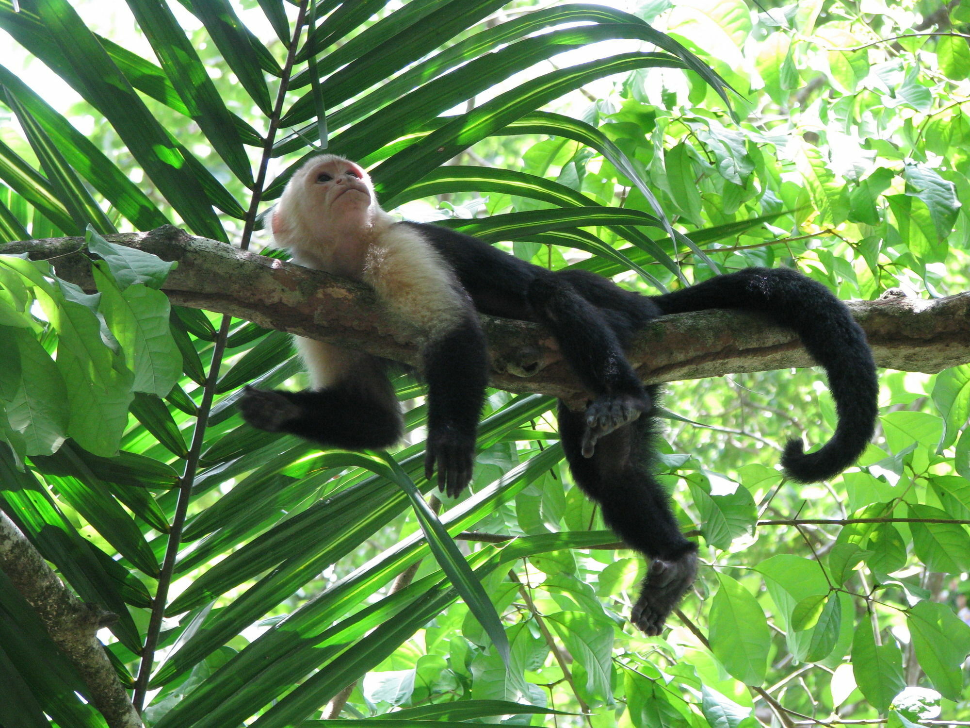 Lirio Lodge Barra de Pacuare Kültér fotó