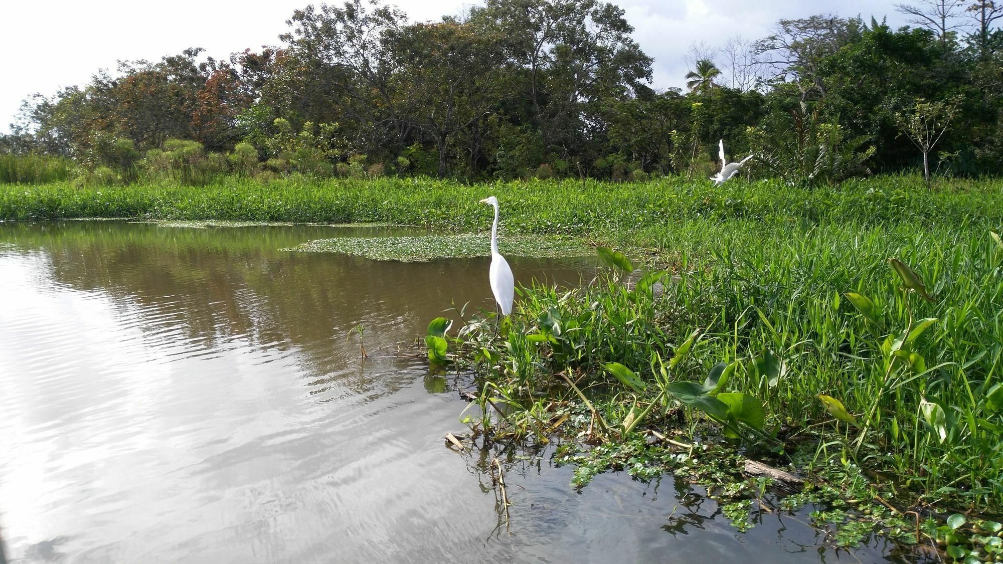 Lirio Lodge Barra de Pacuare Kültér fotó